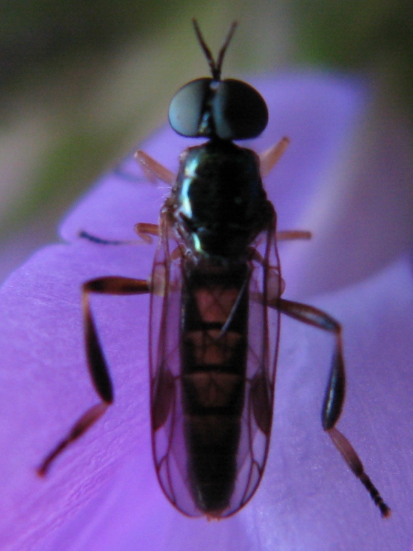 Chorisops sp M (Stratiomyidae)